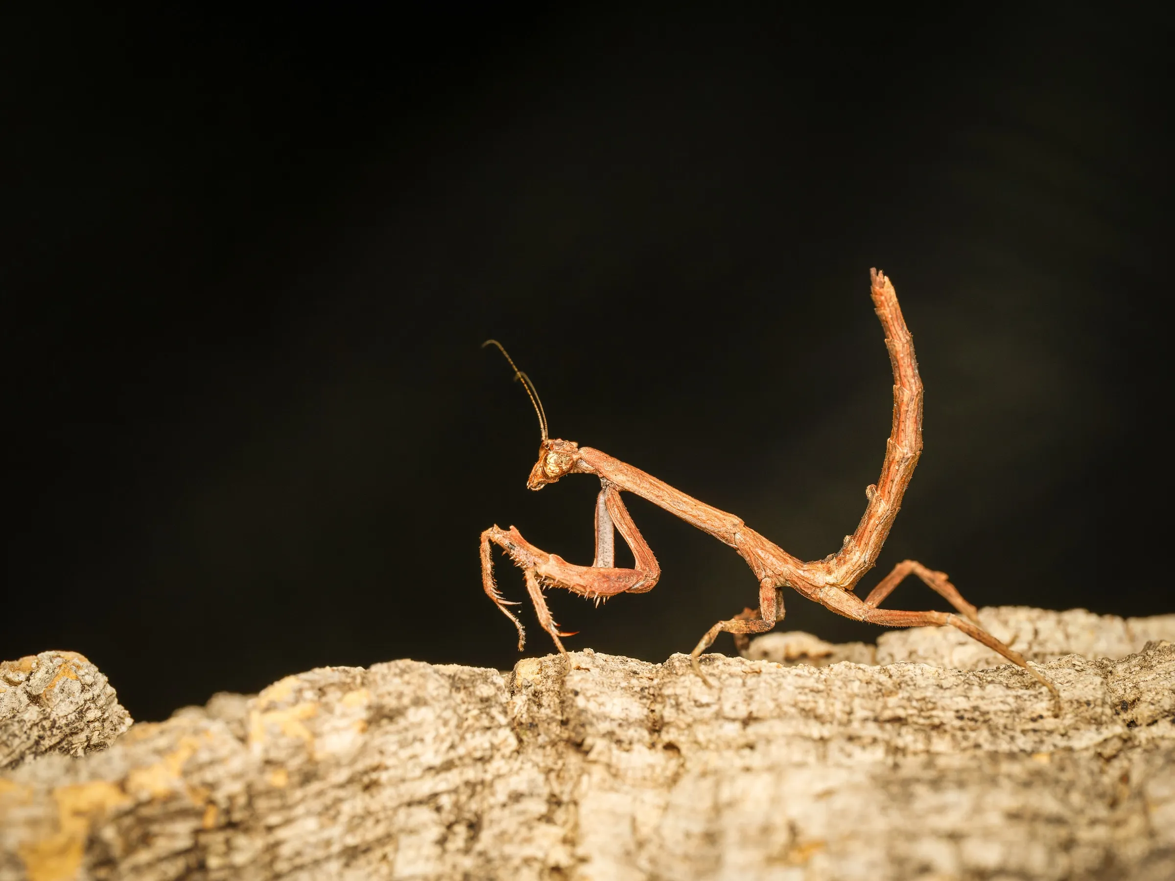 An African Twig Mantis camouflaged on a slender branch, its bark-textured body nearly invisible against the wood.