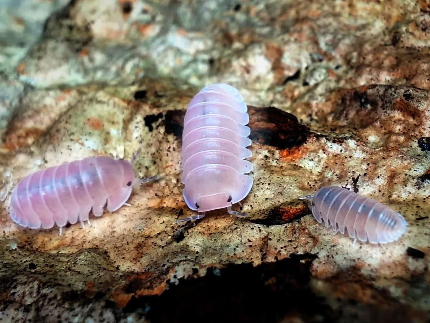 Three Cherry Blossom isopods (Cubaris sp. "Cherry Blossom") on cork bark, translucent pink with pale edges.