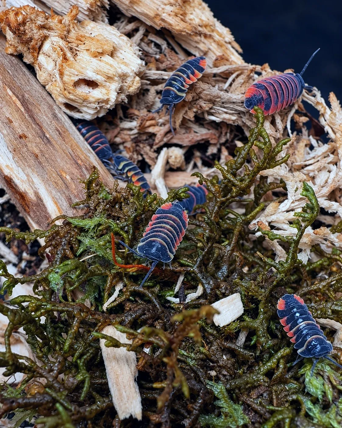 Ember Bee isopods on bark