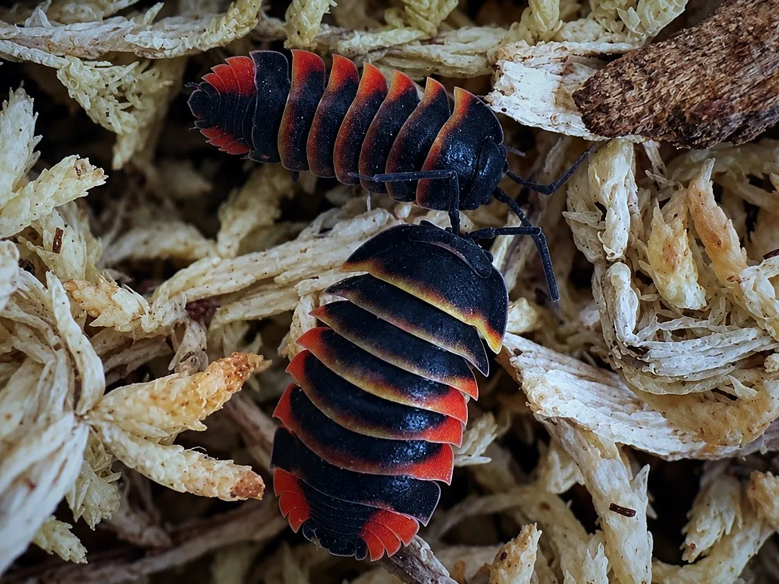 Two Ember Bee isopods (Ardentiella sp. "Ember Bee") on pale sphagnum moss, black bodies banded in red-orange and yellow.