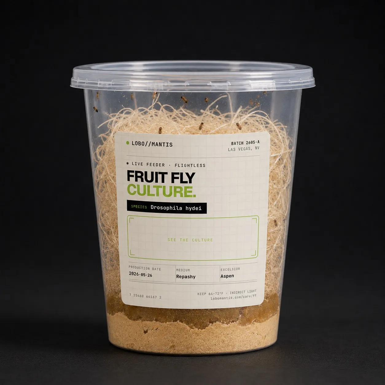 Blue bottle fly spikes (larvae) — a large soft-bodied feeder for larger mantises and reptiles.