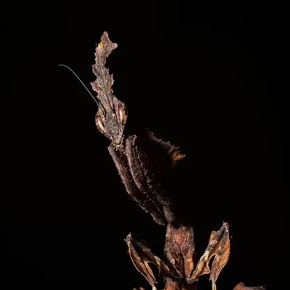 A Ghost Mantis in profile, its body and limbs textured like a dried leaf with a forked head crest.