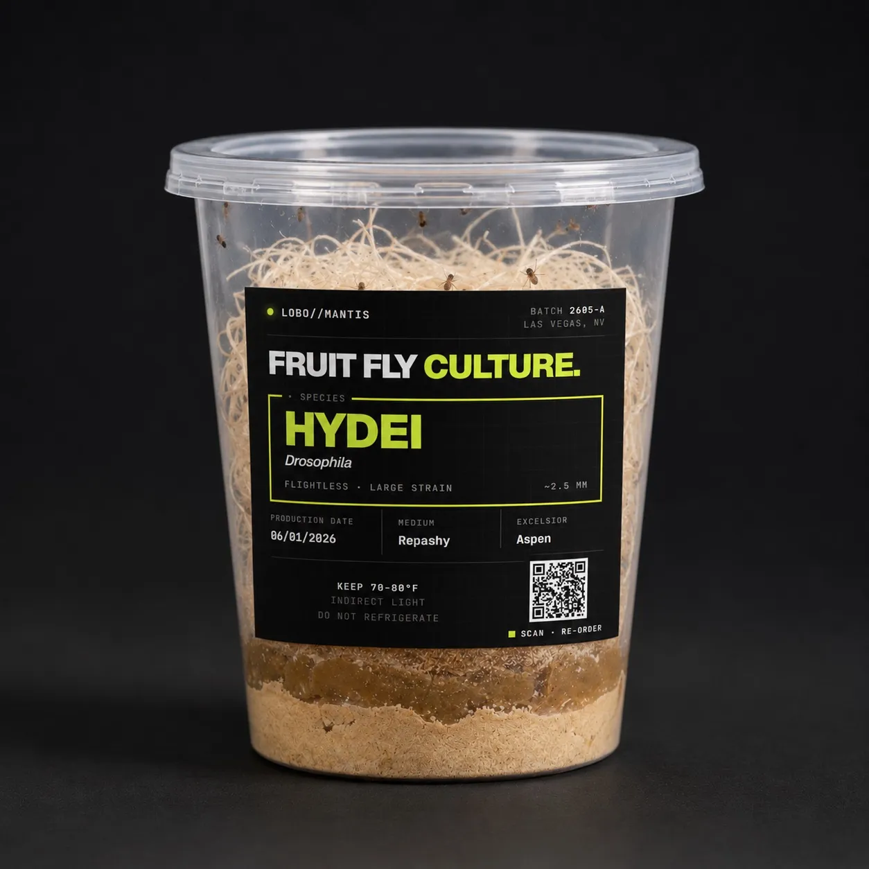 A Lobo Mantis D. hydei flightless fruit fly culture — 32 oz deli cup with the black Fruit Fly Culture label (species, large flightless strain, batch, medium, care) and active flies on the excelsior.