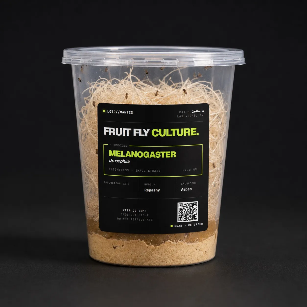 A Lobo Mantis D. melanogaster flightless fruit fly culture — 32 oz deli cup with the black Fruit Fly Culture label (species, small flightless strain, batch, medium, care) and active flies on the excelsior.