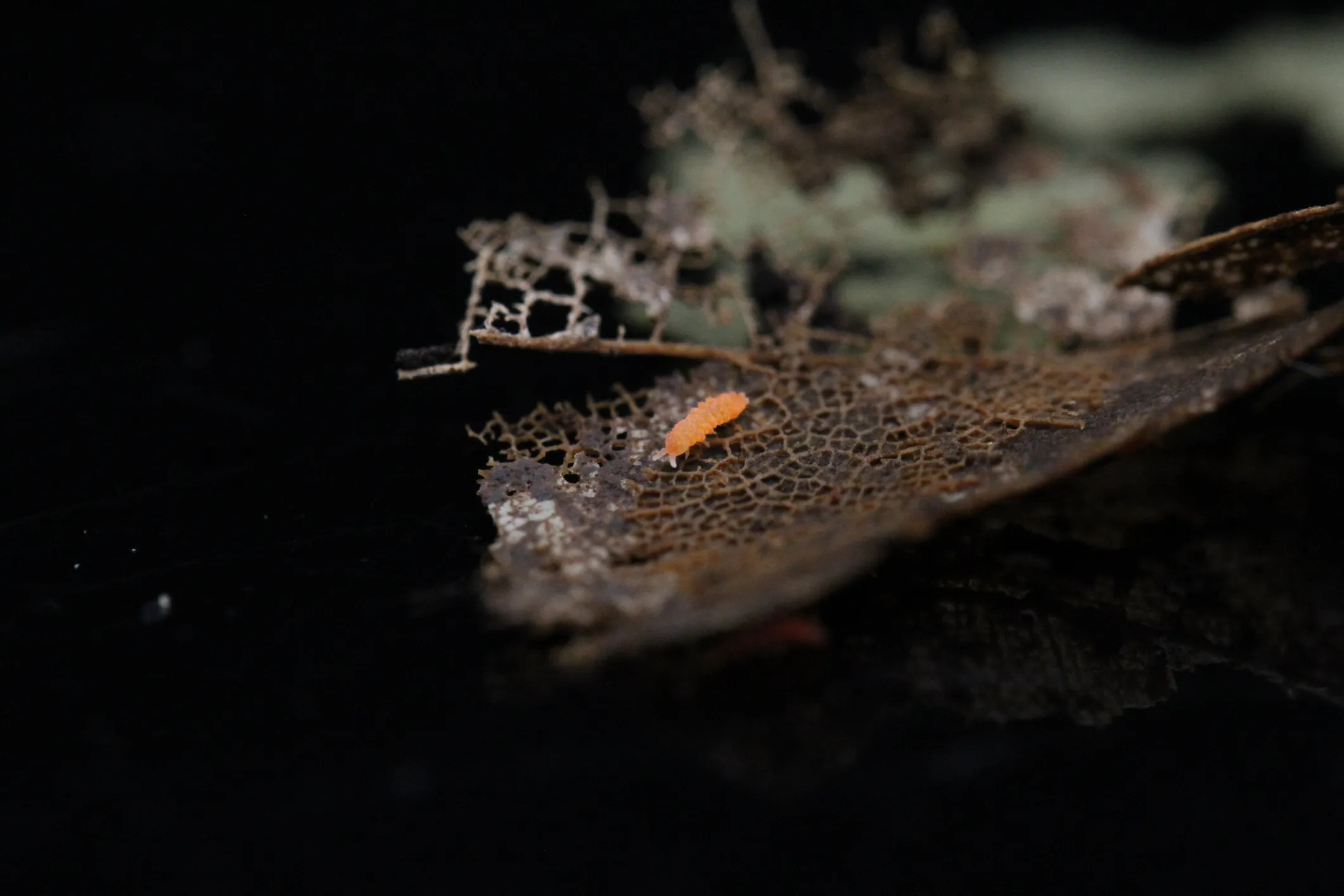An Orange springtail (Yuukianura aphoruroides) — a bright orange springtail on decaying leaf litter.
