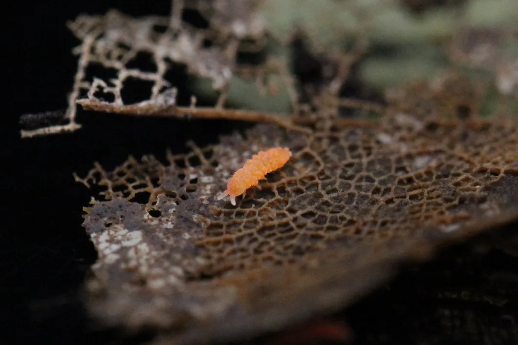 An Orange springtail (Yuukianura aphoruroides), a bright orange springtail on decaying leaf litter.