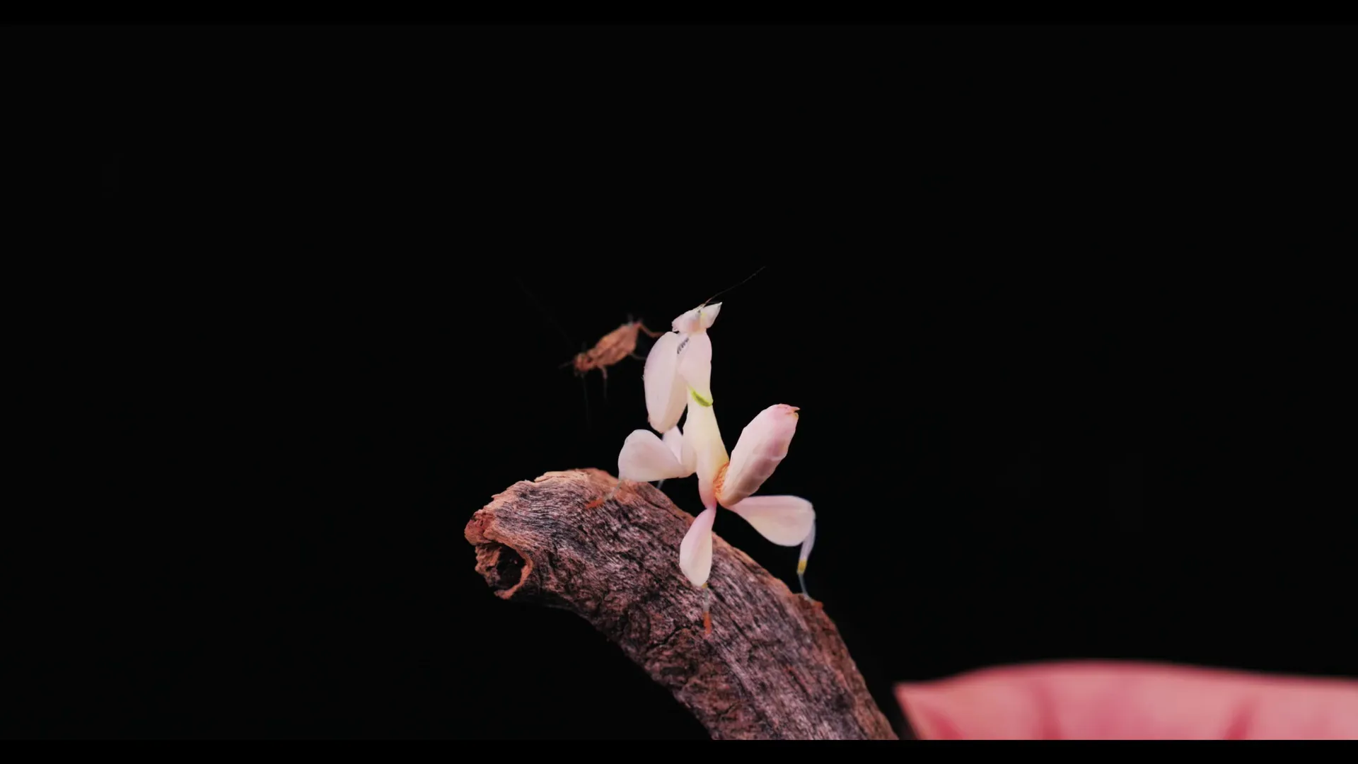 A pink-and-white Orchid Mantis perched on a leaf, its petal-shaped limbs splayed in a flower-mimicking pose.