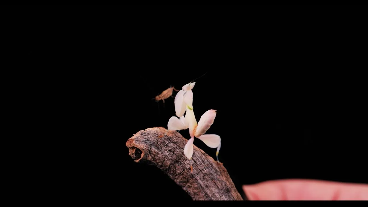 A pink-and-white Orchid Mantis perched on a leaf, its petal-shaped limbs splayed in a flower-mimicking pose.