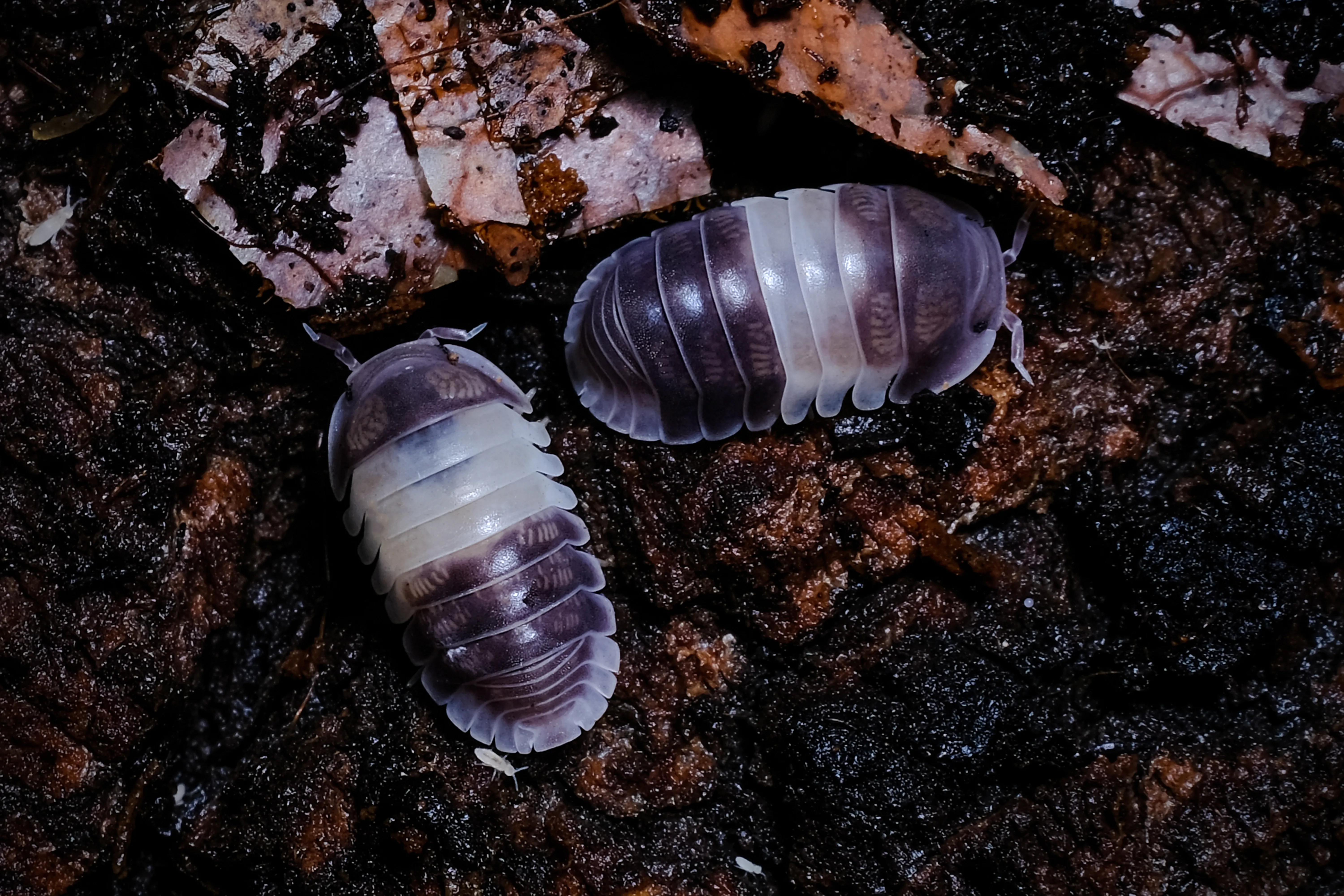 A Panda King isopod (Cubaris sp. "Panda King") — a macro of its high-contrast black-and-white body.