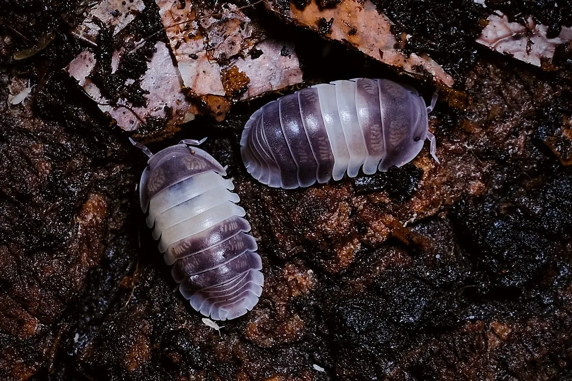 A Panda King isopod (Cubaris sp. "Panda King"), a macro of its high-contrast black-and-white body.