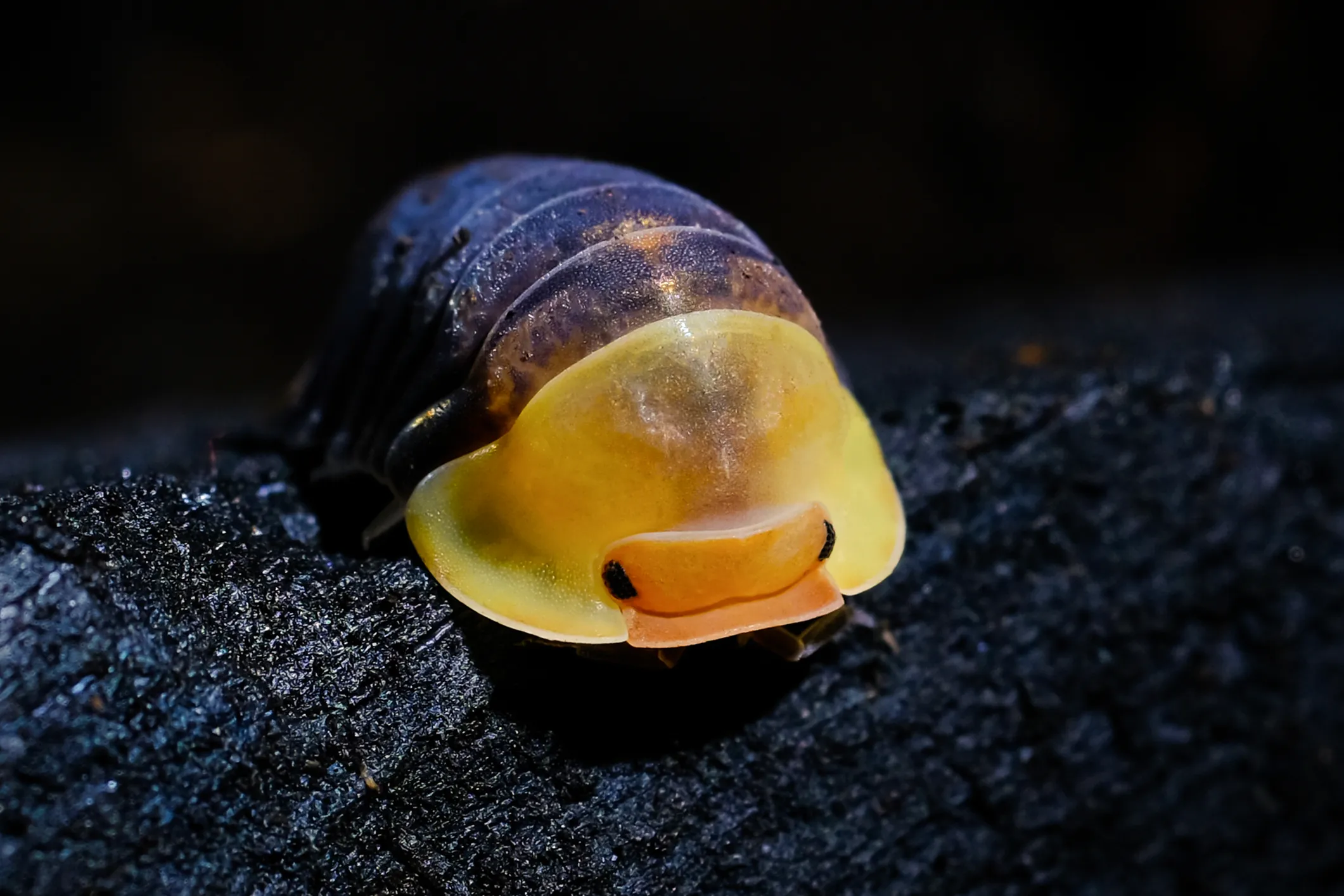 A Rubber Ducky isopod (Cubaris sp. "Rubber Ducky") — a macro of its yellow-and-orange "duck bill" face against a dark, glossy body.