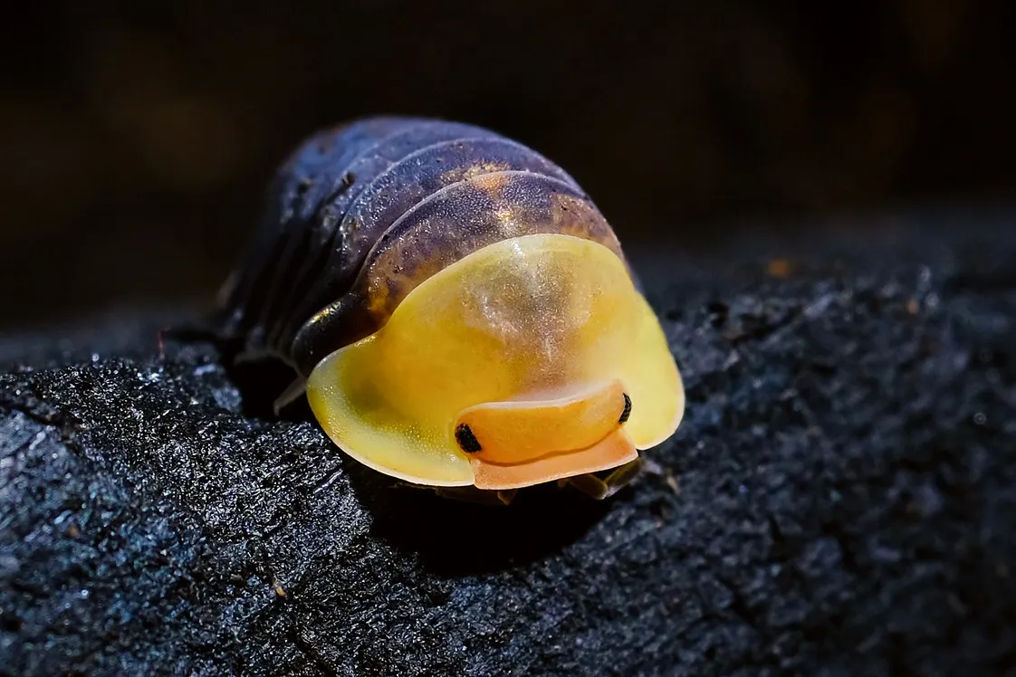 A Rubber Ducky isopod (Cubaris sp. "Rubber Ducky"), a macro of its yellow-and-orange "duck bill" face against a dark, glossy body.