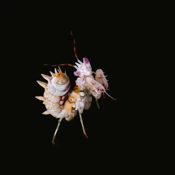 A Spiny Flower Mantis with two yellow-and-black eyespot markings on its wings, set against a dark background.