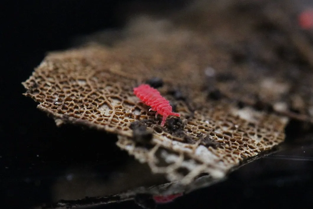 A Thai Red springtail (Lobella sp.), a tiny bright red-pink springtail on decaying leaf litter.