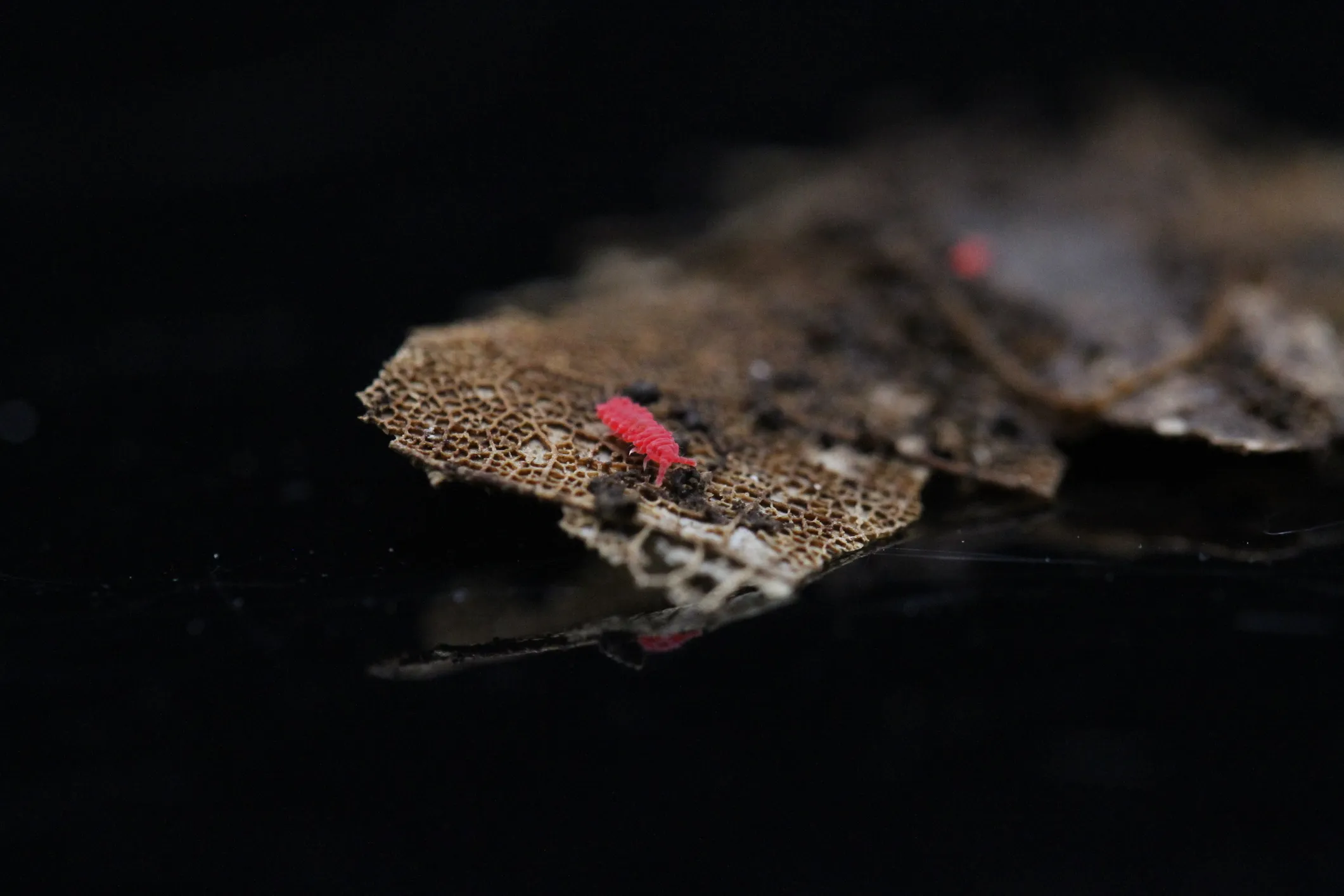 A Thai Red springtail (Lobella sp.) — a tiny bright red-pink springtail on decaying leaf litter.