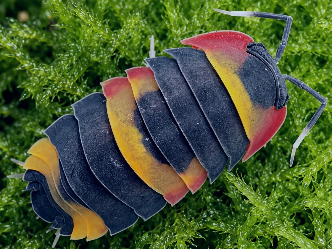 A Tricolor isopod (Ardentiella sp. "Tricolor") on green moss, its black body banded in yellow and edged in red.