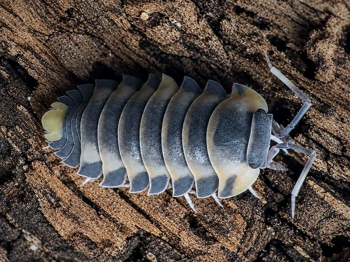 A Wing Wing isopod (Ardentiella sp. "Wing Wing") seen from above on dark bark, slate grey with cream-orange edges and a pale yellow tail.